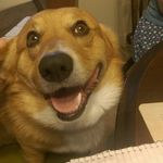 Robin (human) & Kuboh (dog) - @littlebikes - Instagram