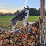 Robin Janda - @jacklumber2024 - Instagram