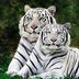 Robin Kingston Nastali - Facebook