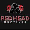 Robbie Kirkley - @red_head_reptiles - TikTok