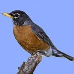 Robin Kirkpatrick - @robink2720 - Instagram