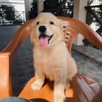 Robin🐶 - @robinkhankishiyeva - Instagram
