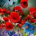 Robin Klaus - Facebook