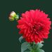 Robin Klaus - Facebook