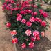 Robin Klaus - Facebook