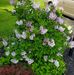 Robin Knepp - Facebook