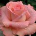 Robin Knipp - Facebook