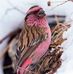 Robin Knipp - Facebook
