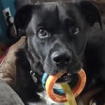 Robin Knorr - @jimmiesprocketsmom - Instagram