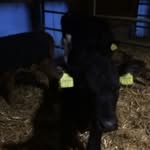 Robin knörr privat - @schweizer_kuhe_und_kalber - Instagram