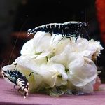 George Robin Kohn - @skillders - Instagram