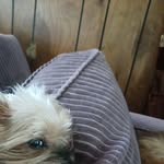 Robin Koller - @robin52556 - Instagram