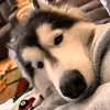 Robin Kovach Smith - @robinkovachsmith - TikTok