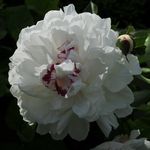 ROBIN KRAMER - @robinkramergardendesign - Instagram