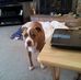 Robin Lamb - Facebook
