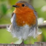 One Legged Robin - @oneleggedrobin - Instagram