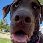 Robin Letson - @robin1168 - Instagram