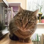 Robin Liebe - @robinliebe17 - Instagram