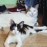Robin & Lilly - @fresakitties - Instagram