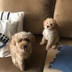 Robin💙🐩& Lilly💜🐩 - @robinandlilly - Instagram