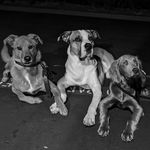 Lucky, Tucker & Fable Daye - @robinhood_littlejohn - Instagram