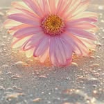 Robin Lenaz-Malloy - @robinmalloy444 - Instagram