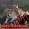 Robert Marchant - @robert.marchant79 - TikTok