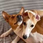 Robin-Marvin - @robin.basenji_marvin.whippet - Instagram