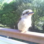 @robinmasek - Instagram