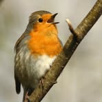 Robin Masterson - Facebook