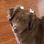 Robin McBride - @millie.mouse1 - Instagram