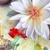 Robin McCranie - Facebook