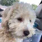•Stella Robin Melancon🤍• - @stella.the.goldendoodle_ - Instagram