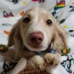 Robin Mitchell - @loopcreekdachshunds - Instagram