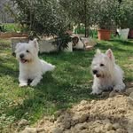 Robin & Molly westies - @robin.molly.westies - Instagram
