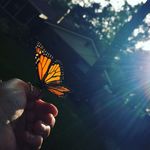 Robin Morrell Shields - @thebutterflypeople.community - Instagram