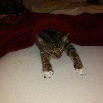 Robin Morrow - @murphyspaw08 - Instagram
