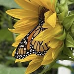 Robin Prouse Neas - @robindoodle - Instagram