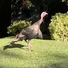 Robin Needham - @robin.needham - TikTok