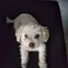 Daisy - @robinneville05 - TikTok