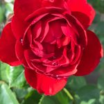 Robin Newell-Richardson - @newellrichardson - Instagram