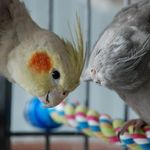 Robin, Noah & luna🐦♥️ - @noah.cockatiel.robin - Instagram