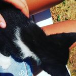 Robin y Noah - @robin._noah._gatos - Instagram