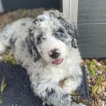 Robin O’Connor - @blazing_star_breeder - Instagram