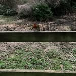 Little robin - @robinorama - Instagram