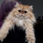 Laurence Cussenot - @laurence.patch.robin - Instagram
