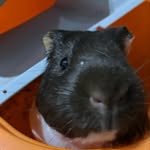 Normab Robin Patch - @norman_robin_patch_guineas - Instagram