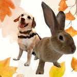 Robin & Pumpkin’s Patch - @robinandpumpkinspatch - Instagram