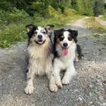 Robin, Kodjo och Peak - @aussiesaurus - Instagram