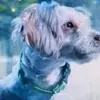 RobinPeggynLde_ - @robinpeggynlde_ - TikTok